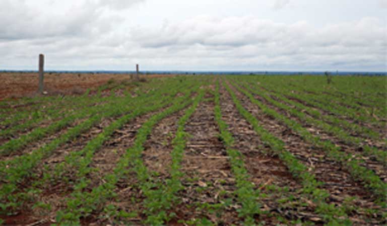 Where savanna and rainforest once stood, now only soybeans grow. The Brazilian ruralista agribusiness lobby’s goal is for large-scale soy plantations to penetrate even deeper into the Amazon rainforest. Photo: Thaís Borges