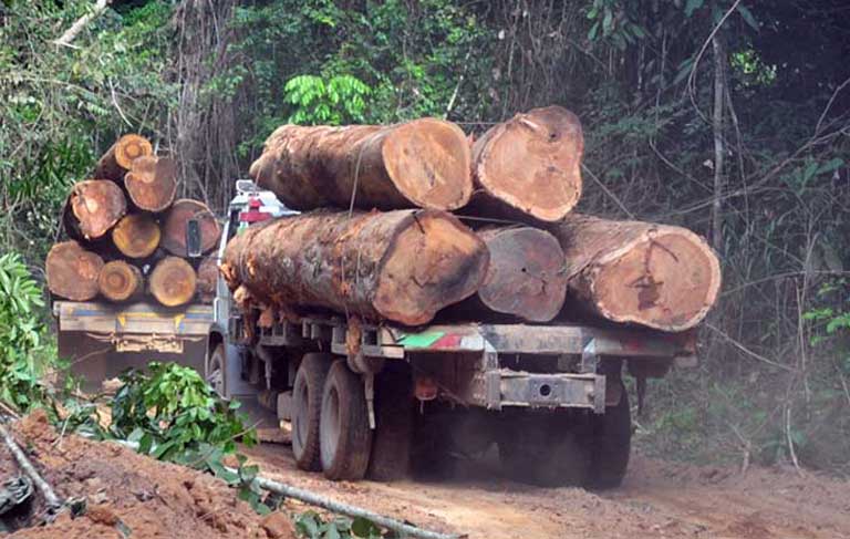 Timber trucks without license plates illegally moving logs out of a Brazilian conservation unit near Uruará. Illegal logging continues to be a major cause of Amazon deforestation, despite implementation of the soy moratorium. Photo: Sue Branford