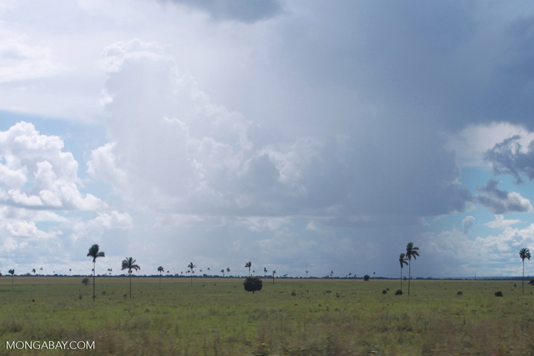 Deforested plain in the Brazilian Amazon, now used for cattle. Pre-moratorium pasturelands can be turned into soy plantations without violating the ASM. Photo: Rhett A. Butler