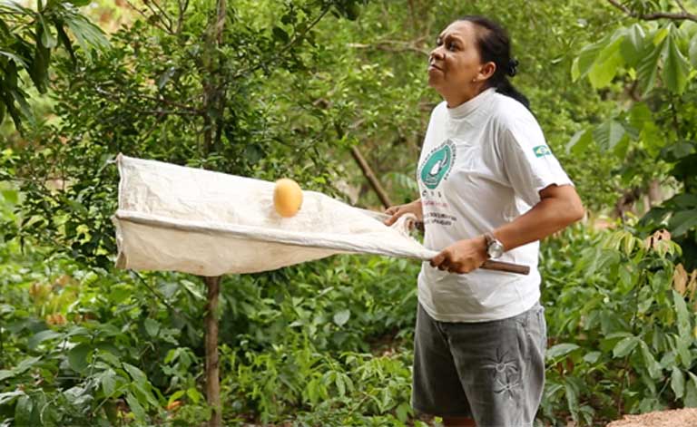 Maria Ivete collecting mangoes. Traditional people have practiced sustainable agro-forestry practices for centuries, cutting forests, growing crops there, then restoring the forest. However, once a forest is cut it is no longer covered by the ASM, and so can be taken over by soy producers, driving out traditional people. Photo: Mayangdi Inzaulgarat