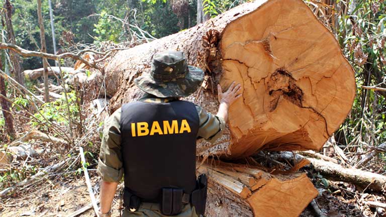 IBAMA offical views a tree cut by the AJ Vilela gang. Photo courtesy of Brazil’s Environmental Protection Directorate (Diretoria de Proteção Ambiental – IBAMA)
