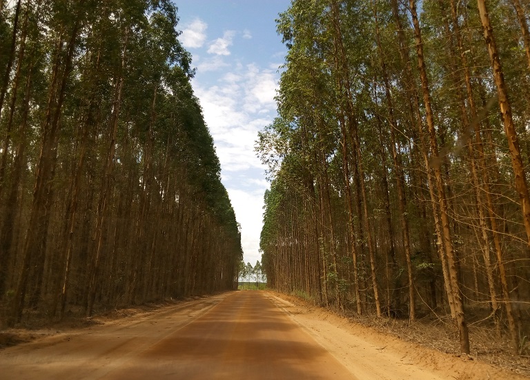 Eucalyptus monocultures in Espírito Santo. Photo: Ignacio Amigo for Mongabay