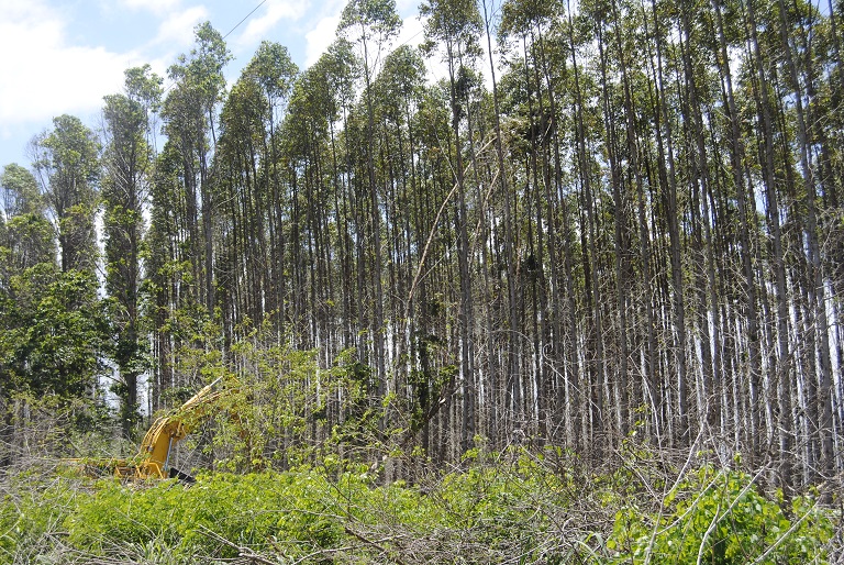 Harvesting eucalyptus. Photo: Ignacio Amigo for Mongabay