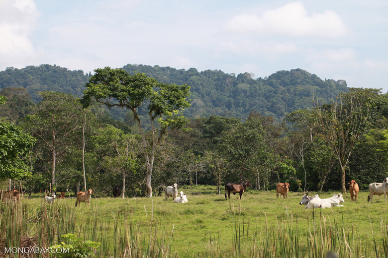 Land speculators are doing a brisk trade in the Amazon basin. In a process known as “speculative clearance,” land thieves, backed by violent militias, lay claim to public lands covered in rainforest. That land is then deforested and illegally sold to cattle ranchers. Each tract of stolen federal land can bring in an estimated R$20 million (US$6.4 million). Photo: Rhett A. Butler