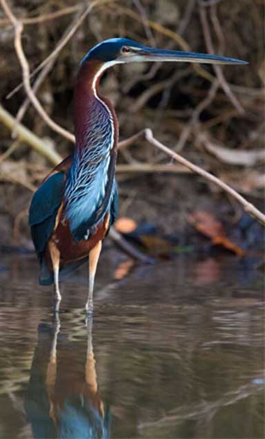 An Agami heron (Agamia agami). The Amazon’s exceptional biodiversity will undoubtedly suffer if the Temer government continues aggressively pressing its pro-agribusiness and anti-environmental agenda. Photo: Jorge Lopes