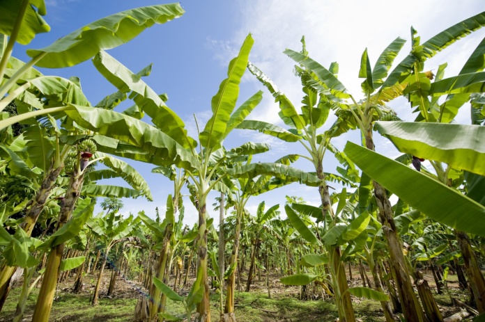Banana Plantation Martinique