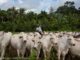 'La Boiada - beef cattle in the Amazon