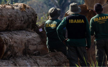 Brazil timber logging ibama