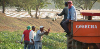 Fyffes workers loading melons