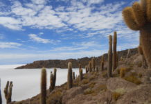 Isla Incahuasi, Salar de Uyuni, southwestern Bolivia