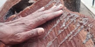 Aníbal Isturdes places his hand on the mutilated trunk