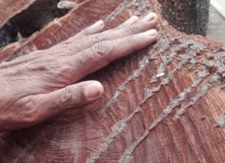 Aníbal Isturdes places his hand on the mutilated trunk