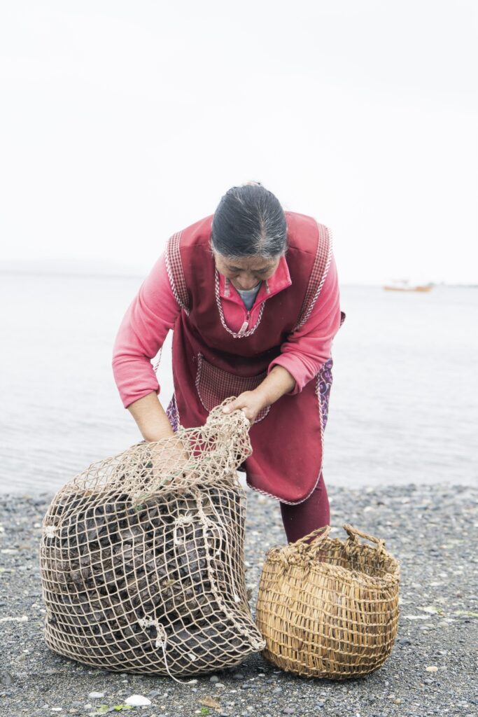 For the Mapuche-Huilliche and Lafkenche communities, seaweed is not only a source of sustenance but also part of lawen (traditional medicine), used in remedies (biofertilizers), cleansings, and ceremonies on the seashore. In the image: Papay (elderly woman) Luisa Hueicha. Photo: Gracie Escorza P