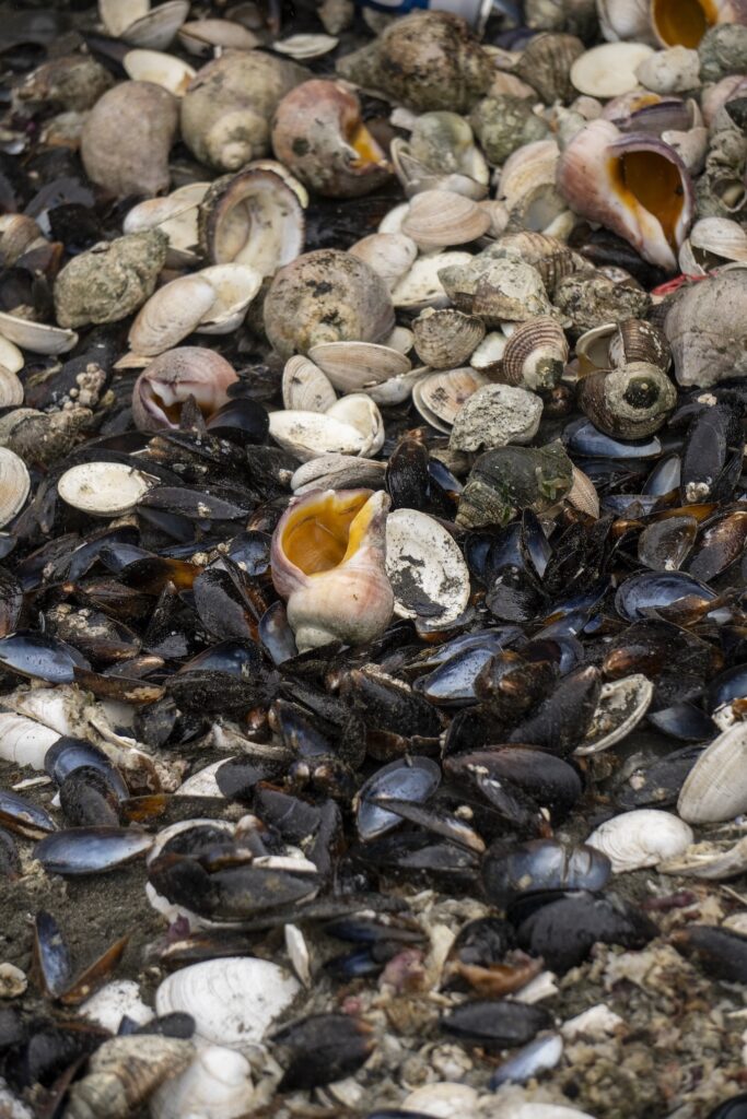Indigenous fishers cultivate and harvest shellfish Photo: Gracie Escorza P
