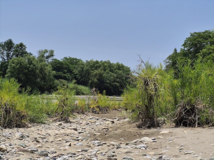 Natural habitat of the palo de agua