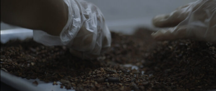 Processing cacao at Choco Jagua. Still from the upcoming documentary 'Between Two Worlds' directed by Eliana Lafone