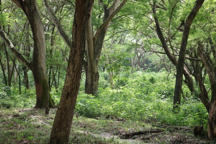 No ordinary forest. Armero, Tolima. Photo: John Boscawen 2025