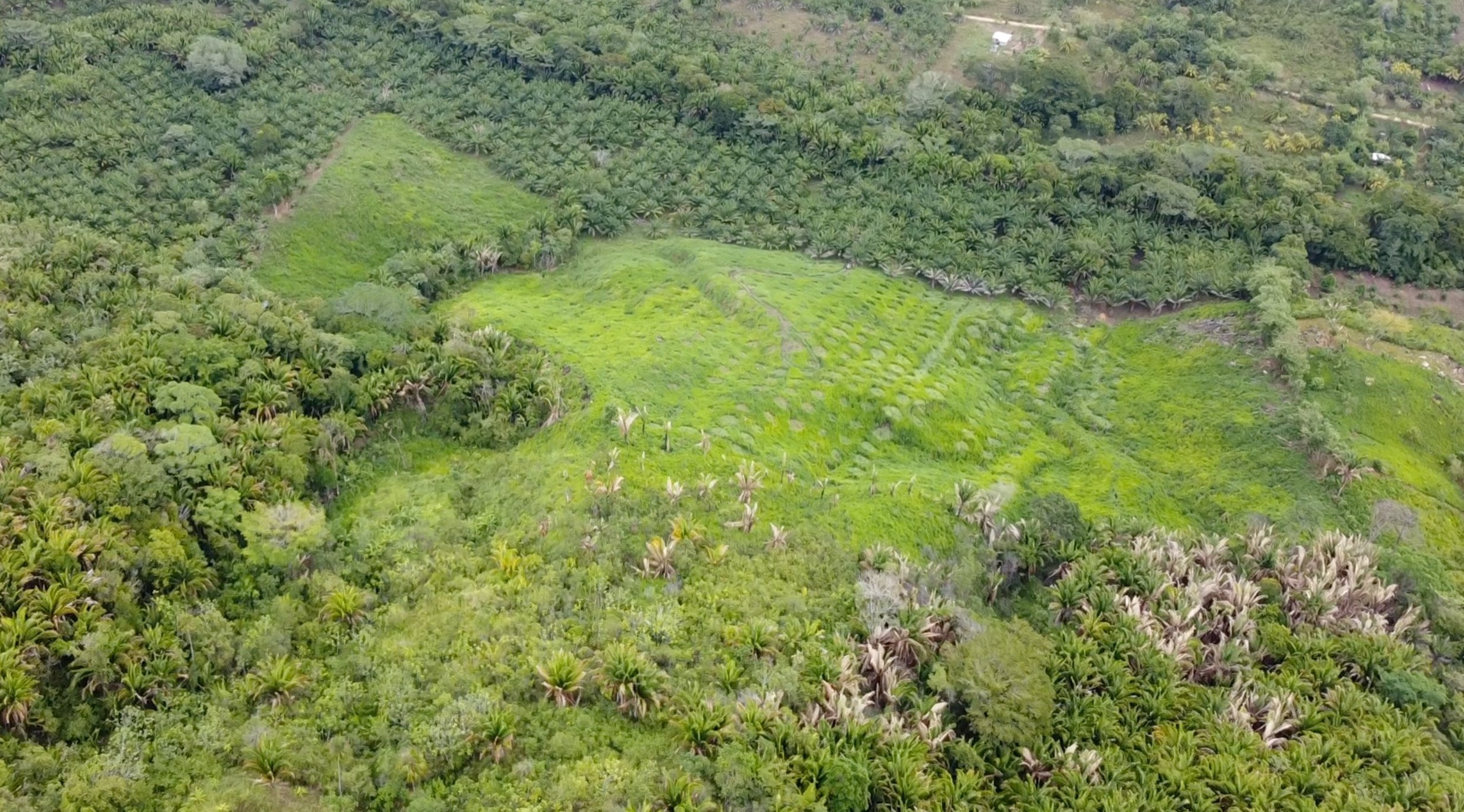 Garífuna land oil palms