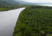 Honduras: Garífuna resist land grabs, Indigenous voices sidelined at COP30 Garífuna land oil palms