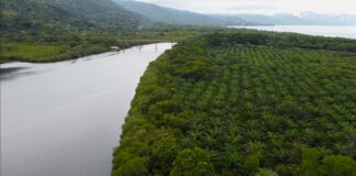 Garífuna land oil palms