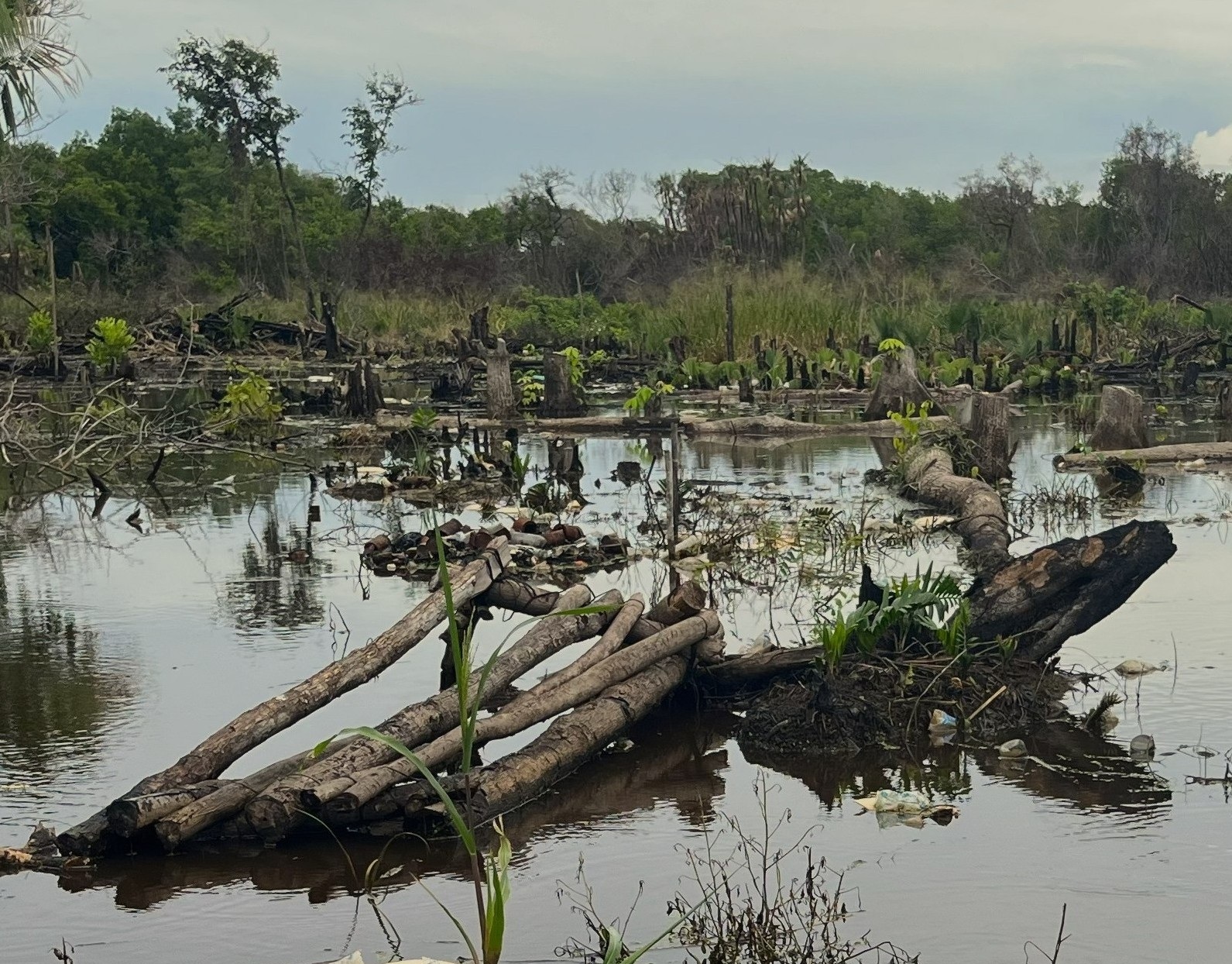 Garífuna land oil palms