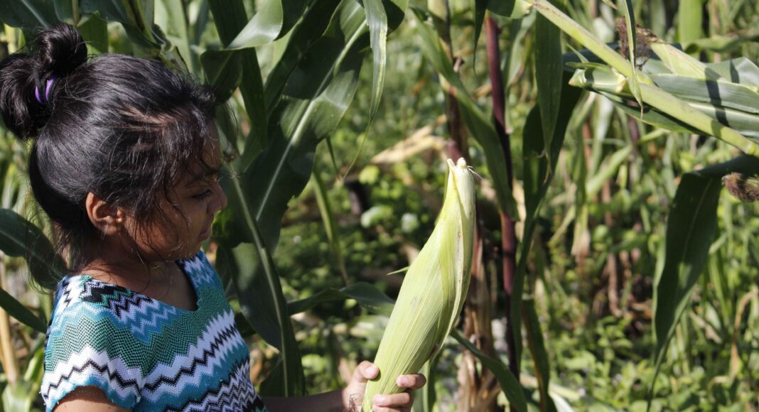 Maya Indigenous Girl Corn Maize