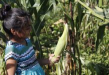 Maya Indigenous Girl Corn Maize