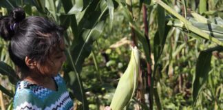 Maya Indigenous Girl Corn Maize