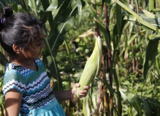 Maya Indigenous Girl Corn Maize