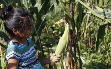 Maya Indigenous Girl Corn Maize
