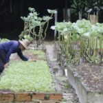 Family farming and vegetable cultivation in Pará, Brazilian Amazon