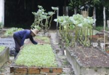 Family farming and vegetable cultivation in Pará, Brazilian Amazon
