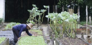 Brazil: The Amazon hunger paradox Family farming and vegetable cultivation in Pará, Brazilian Amazon