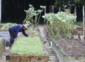 Family farming and vegetable cultivation in Pará, Brazilian Amazon
