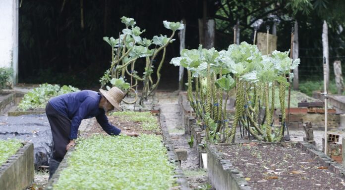 Family farming and vegetable cultivation in Pará, Brazilian Amazon