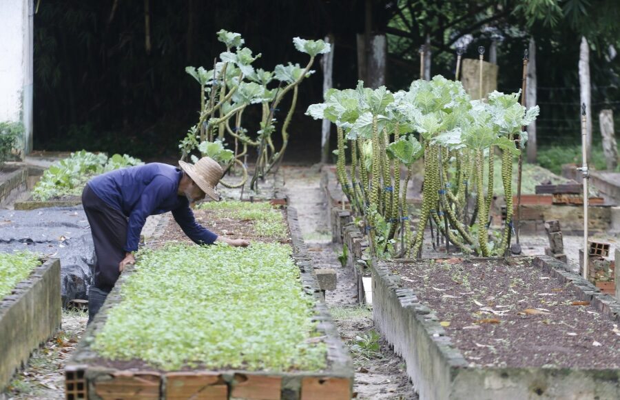 Family farming and vegetable cultivation in Pará, Brazilian Amazon