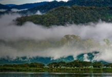 4. Deforestation: size matters