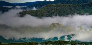 4. Deforestation: size matters