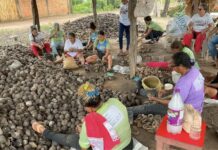 Women sit around large piles of babassu nuts under an open-sided shelter, breaking the nuts by hand.